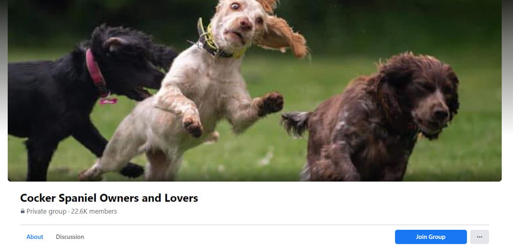Cocker Spaniel Owners &amp; Lovers on Facebook