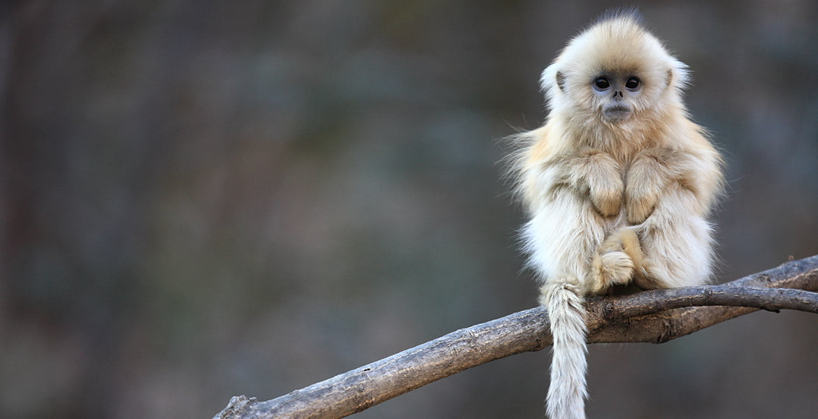 Wildlife Photographer of the Year