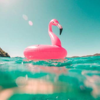 Photo of a pink flamingo